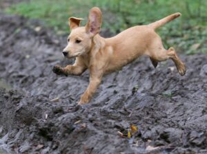 Adorables chiots Labrador à vendre – Vaccinés et en bonne santé !