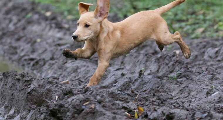 Adorables chiots Labrador à vendre – Vaccinés et en bonne santé !