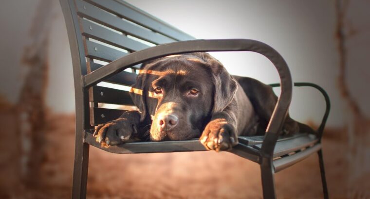 Adorables chiots Labrador à vendre – Vaccinés et en bonne santé !
